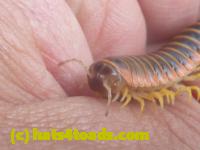 /home//u458753944/public_html/sourcegallery//////////////////Insects and small critters/millipedes and centipedes/P1060960.JPG